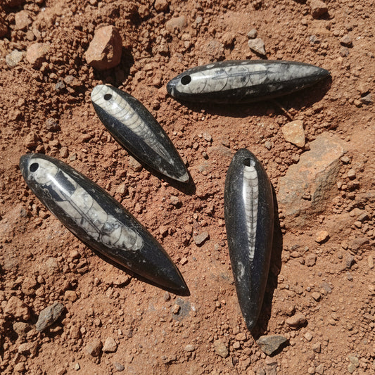 Orthocéras du Maroc, pendentif qualité AAA