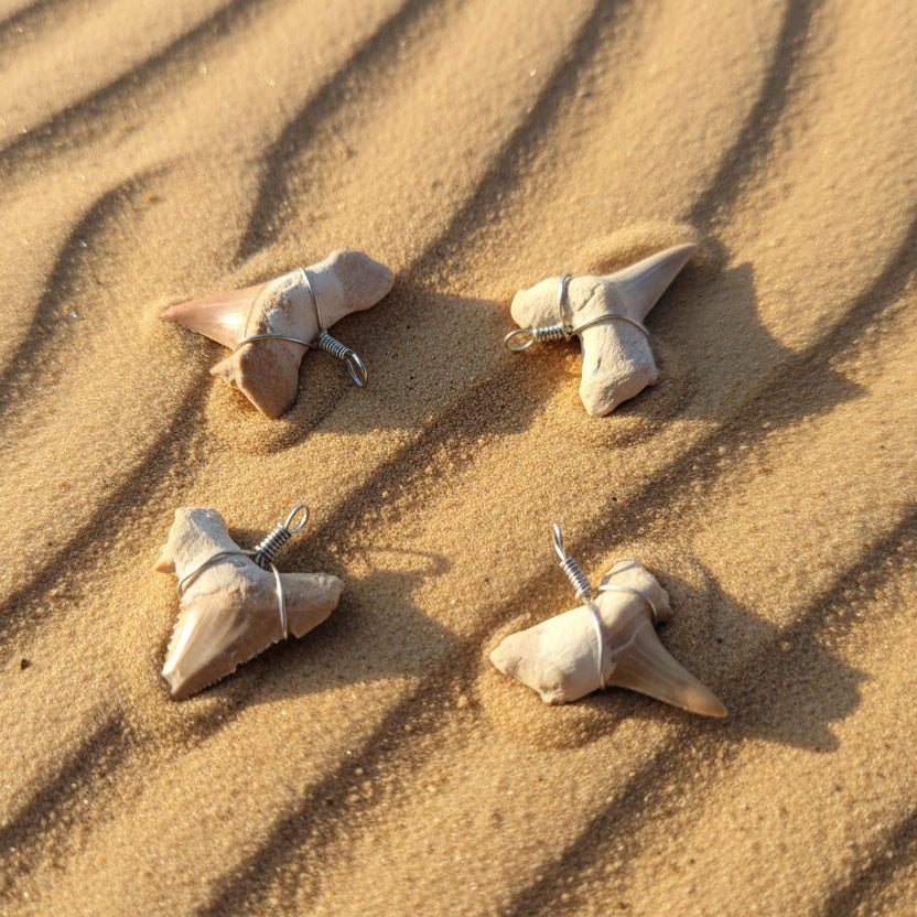 Dents Fossiles du Maroc, pour Pendentifs, PM.