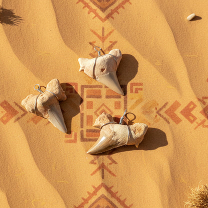 Dents Fossiles du Maroc, pour Pendentifs, PM.