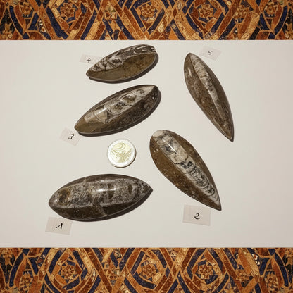 Orthocéras du Maroc, à poser non percés numérotés